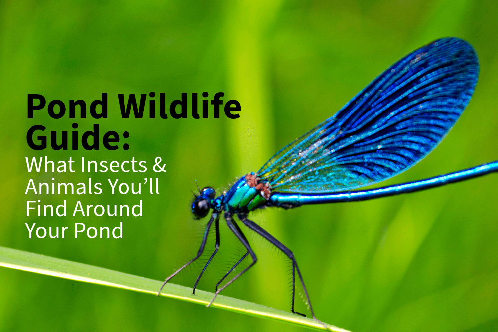 Pond Wildlife Guide: What Insects & Animals You’ll Find Around Your Pond (And How to Attract the Right Ones)