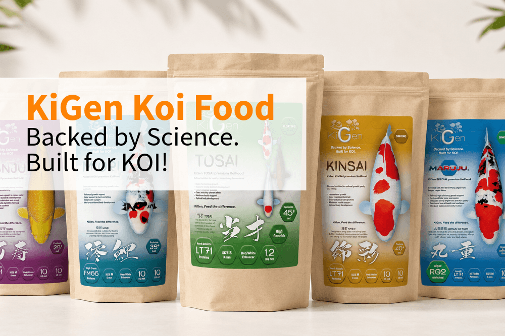 KiGen Koi Food Has Arrived: Science-Backed Nutrition for Serious Koi Keepers - Perfect Aquatics Ltd
