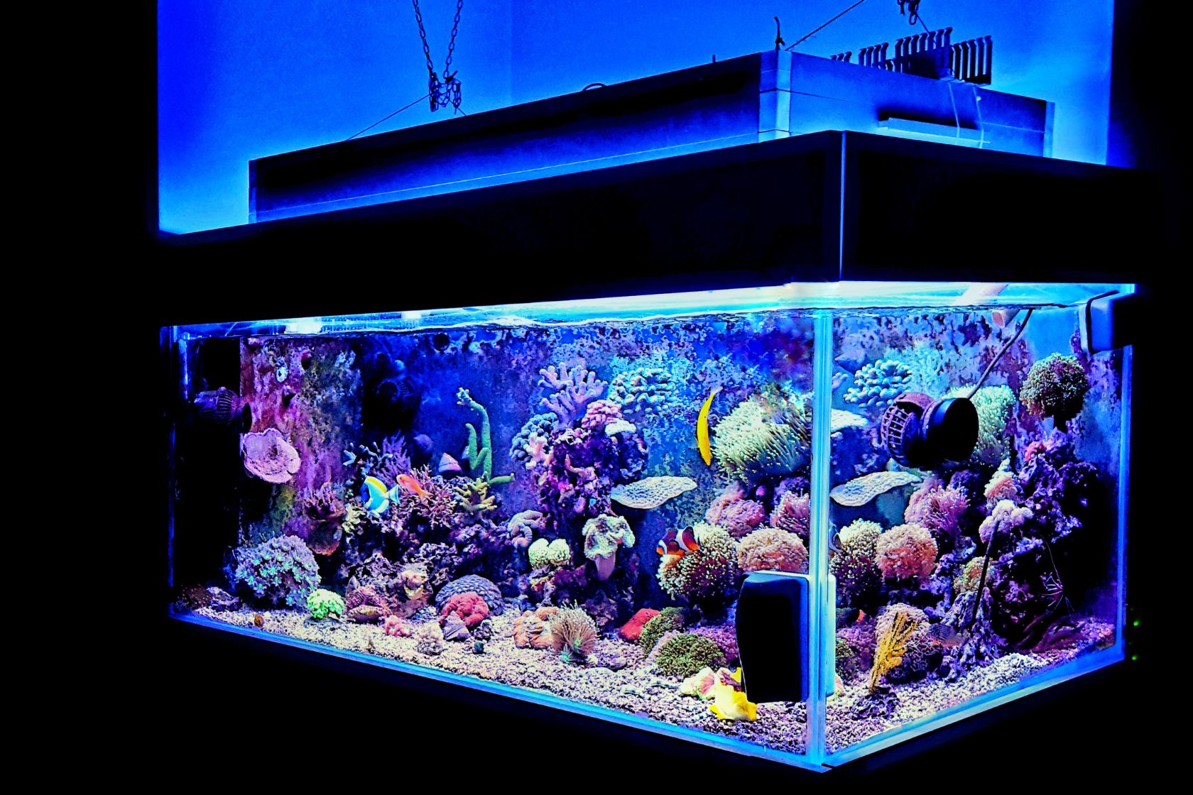 Marine Aquarium: Creating and Maintaining a Thriving Saltwater Aquarium