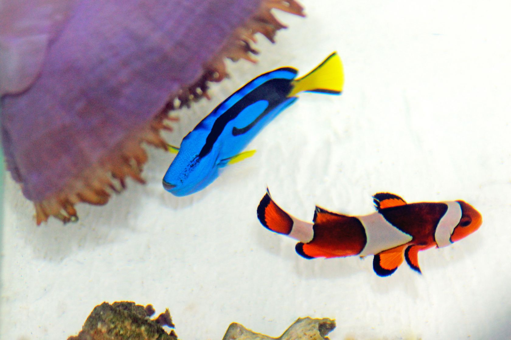 Marine Aquarium: A Guide to Setting Up and Maintaining a Thriving Saltwater Ecosystem - Perfect Aquatics Ltd