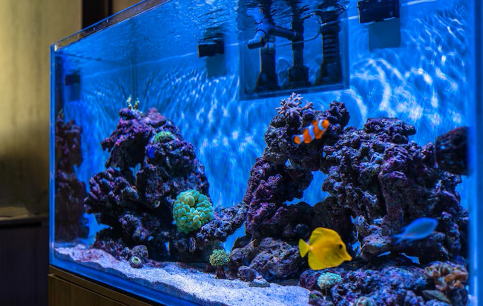 Algae Control and Prevention in Aquariums: Causes, Solutions and Tips