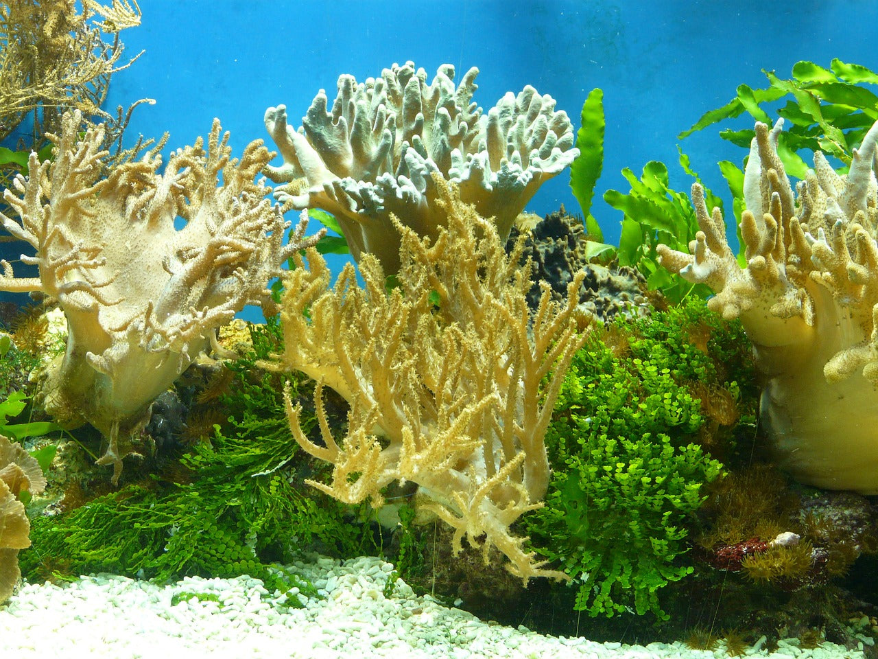 The Art of Aquascaping: Crafting an Underwater Paradise in Your Tropical Aquarium