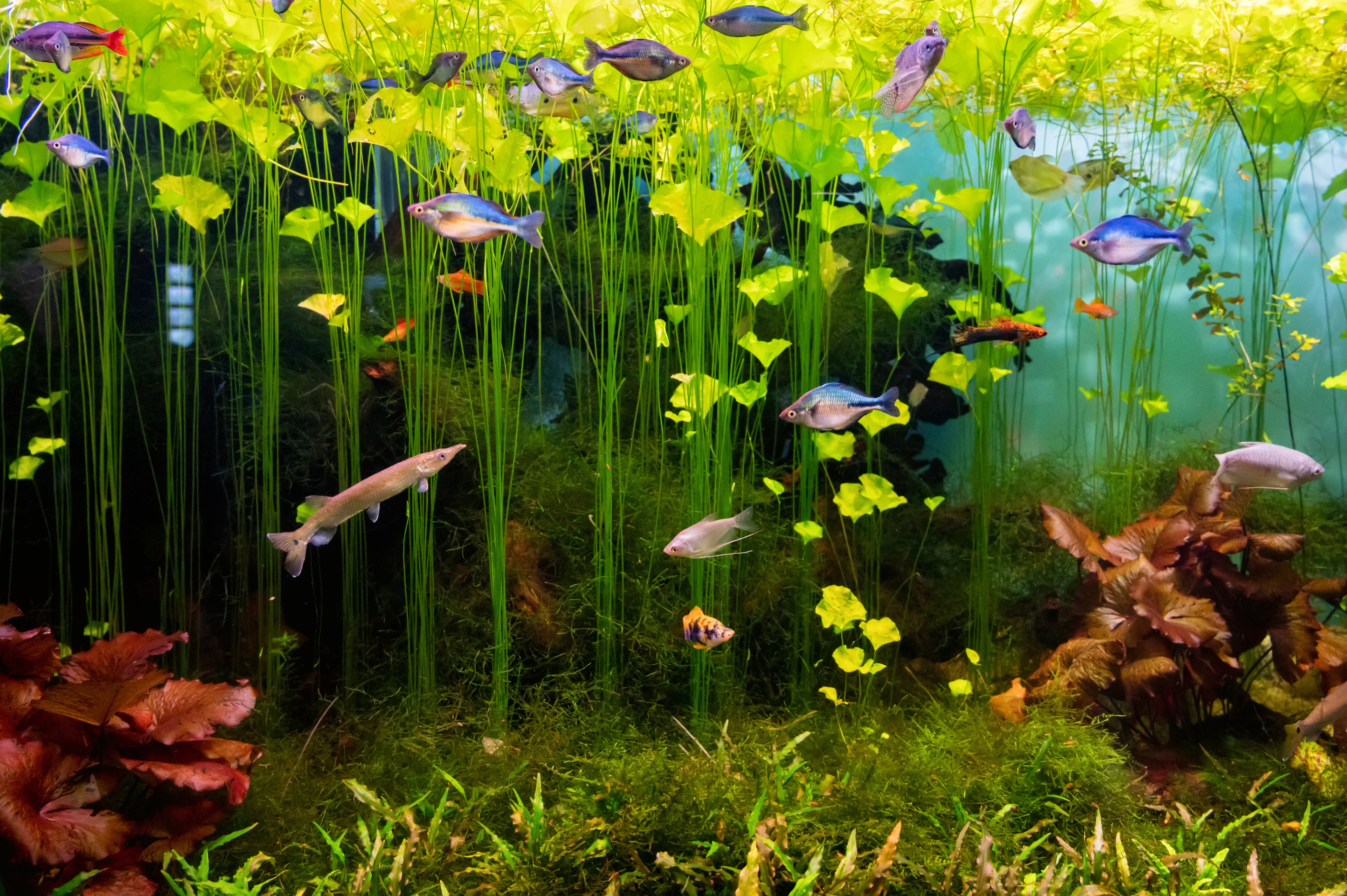 The Art of Aquarium Aquaponics: Combining Hydroponics and Fishkeeping for a Sustainable Ecosystem