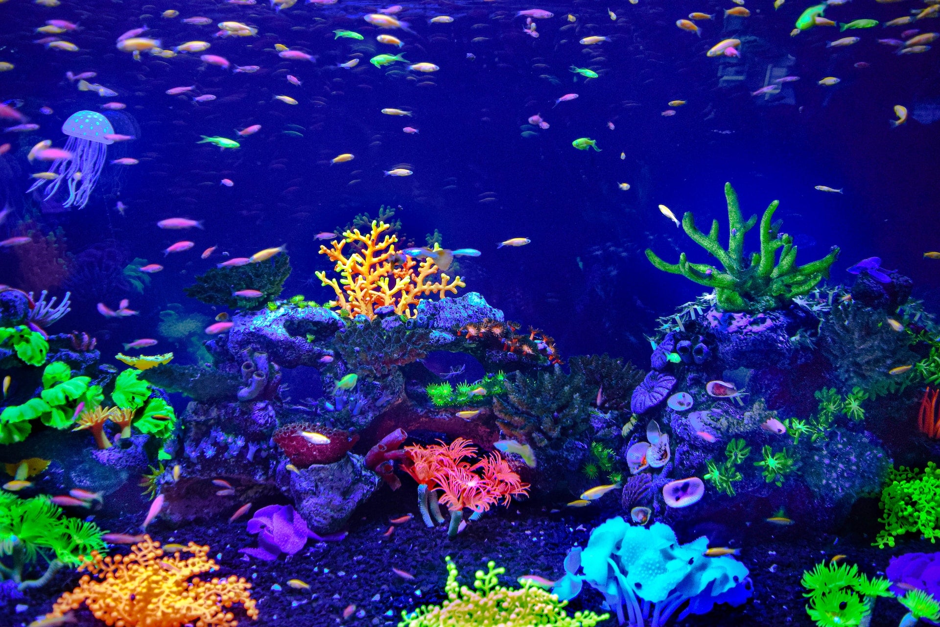 Aquarium Plant Care 101: Essential Tips for Growing Healthy, Thriving Aquatic Plants