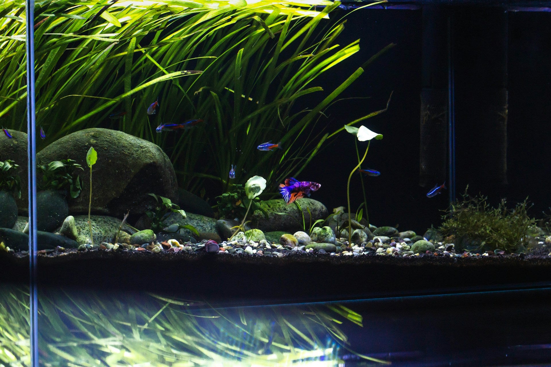 The Art of Aquascaping: Tips for Creating a Stunning and Balanced Aquatic Landscape