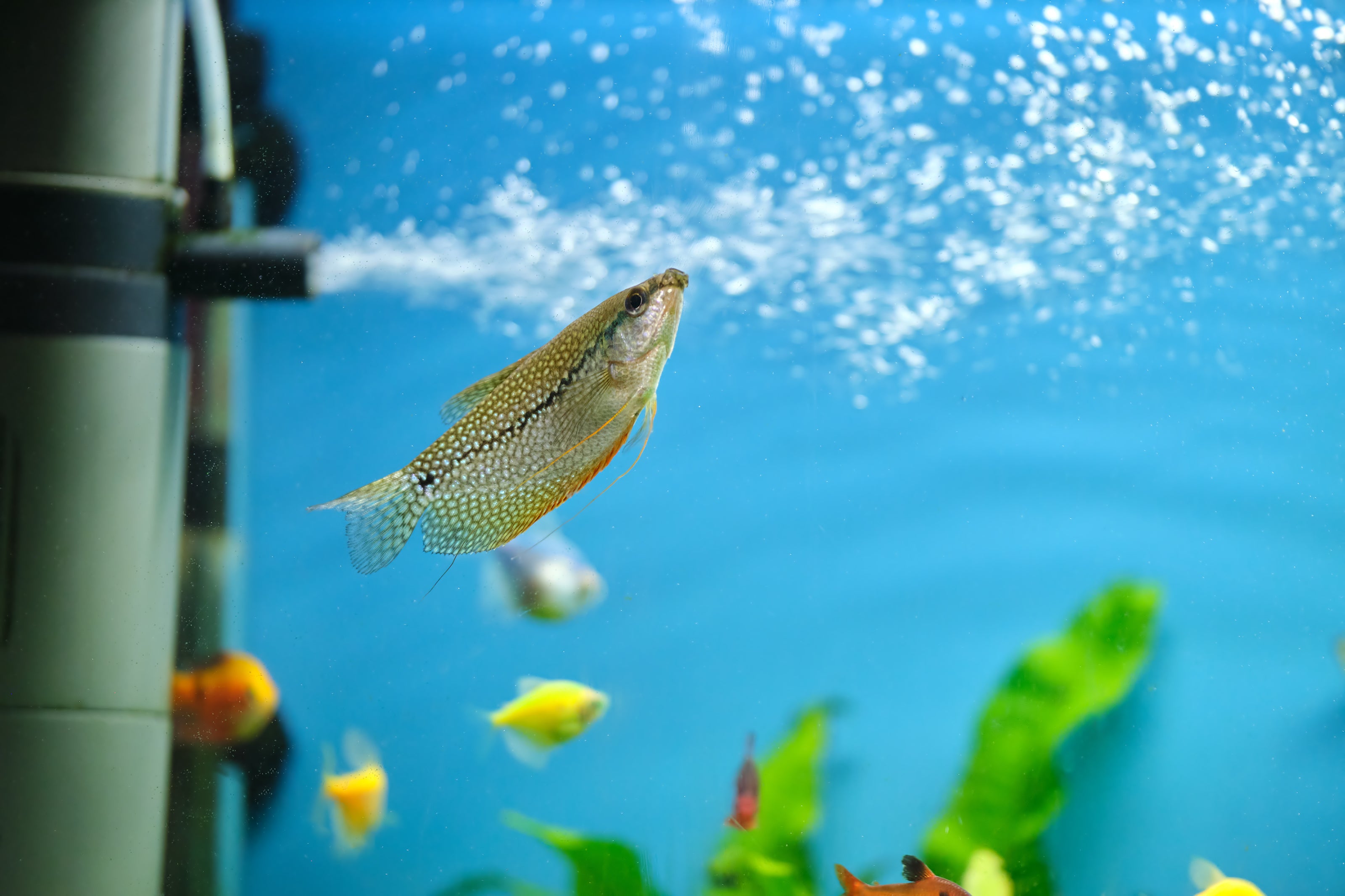 Guide to Choosing and Using Aquarium Filtration Systems