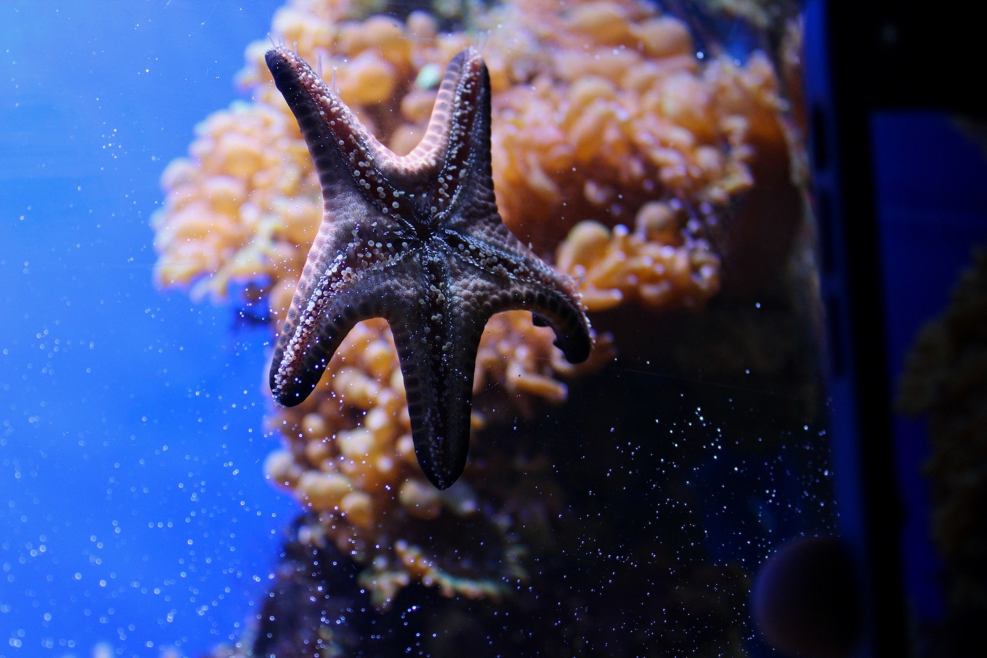 starfish in aquarium