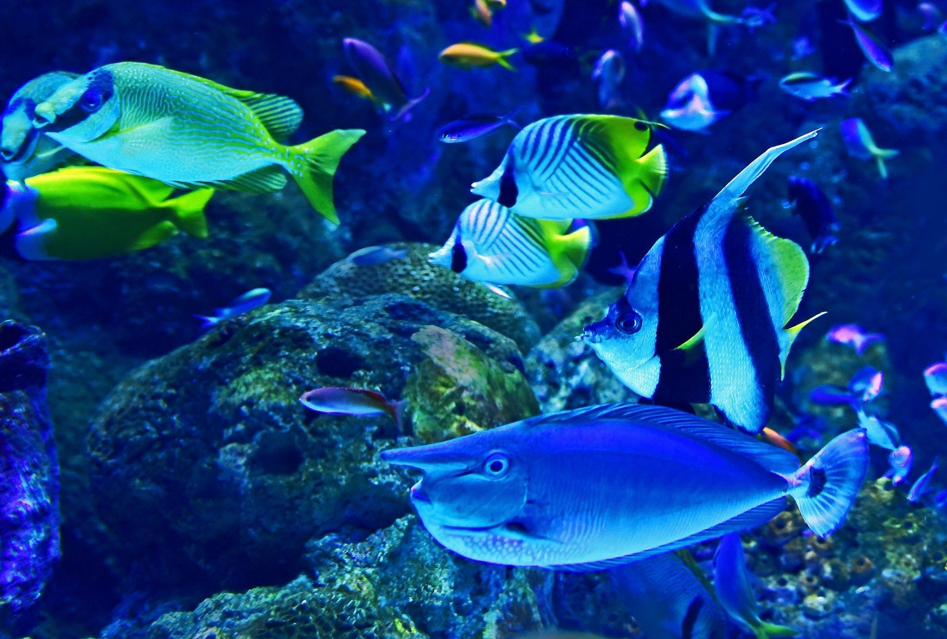 Marine Aquarium: Designing, Setting Up, and Maintaining a Thriving Saltwater Aquarium - Perfect Aquatics Ltd
