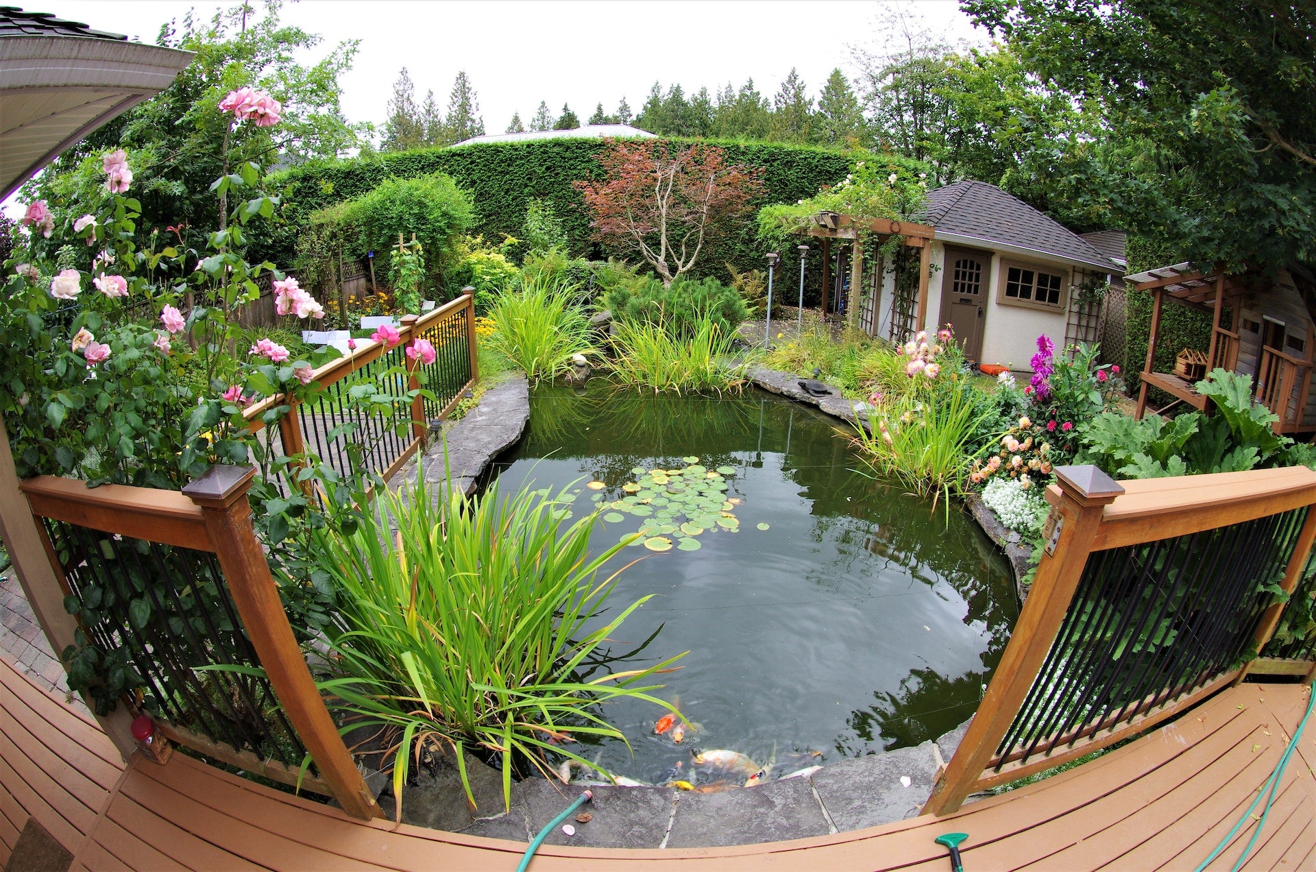 A Comprehensive Guide to Water Garden Design, Installation, and Maintenance