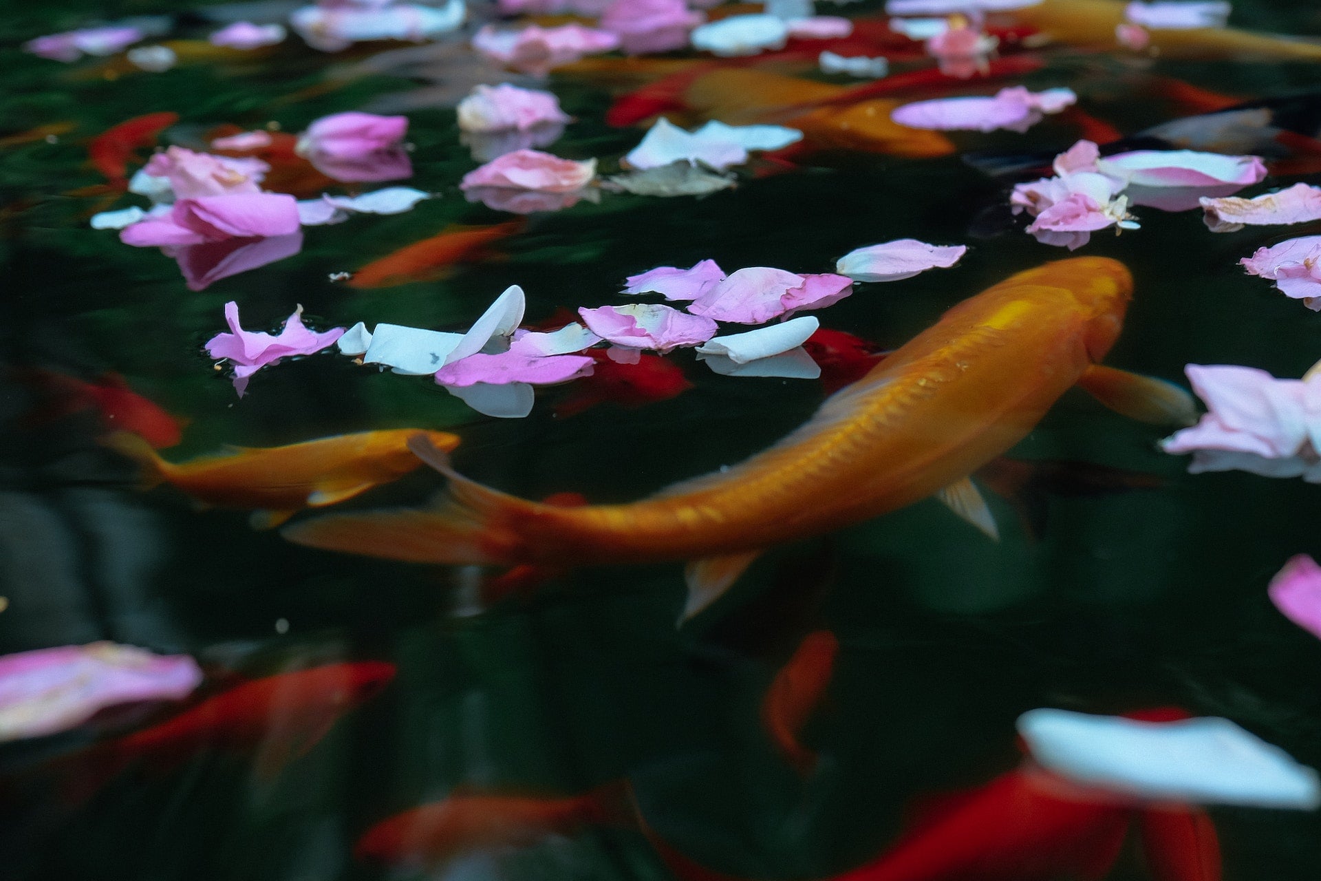 The Art of Koi Keeping: A Comprehensive Guide to Koi Pond Design, Care, and Maintenance