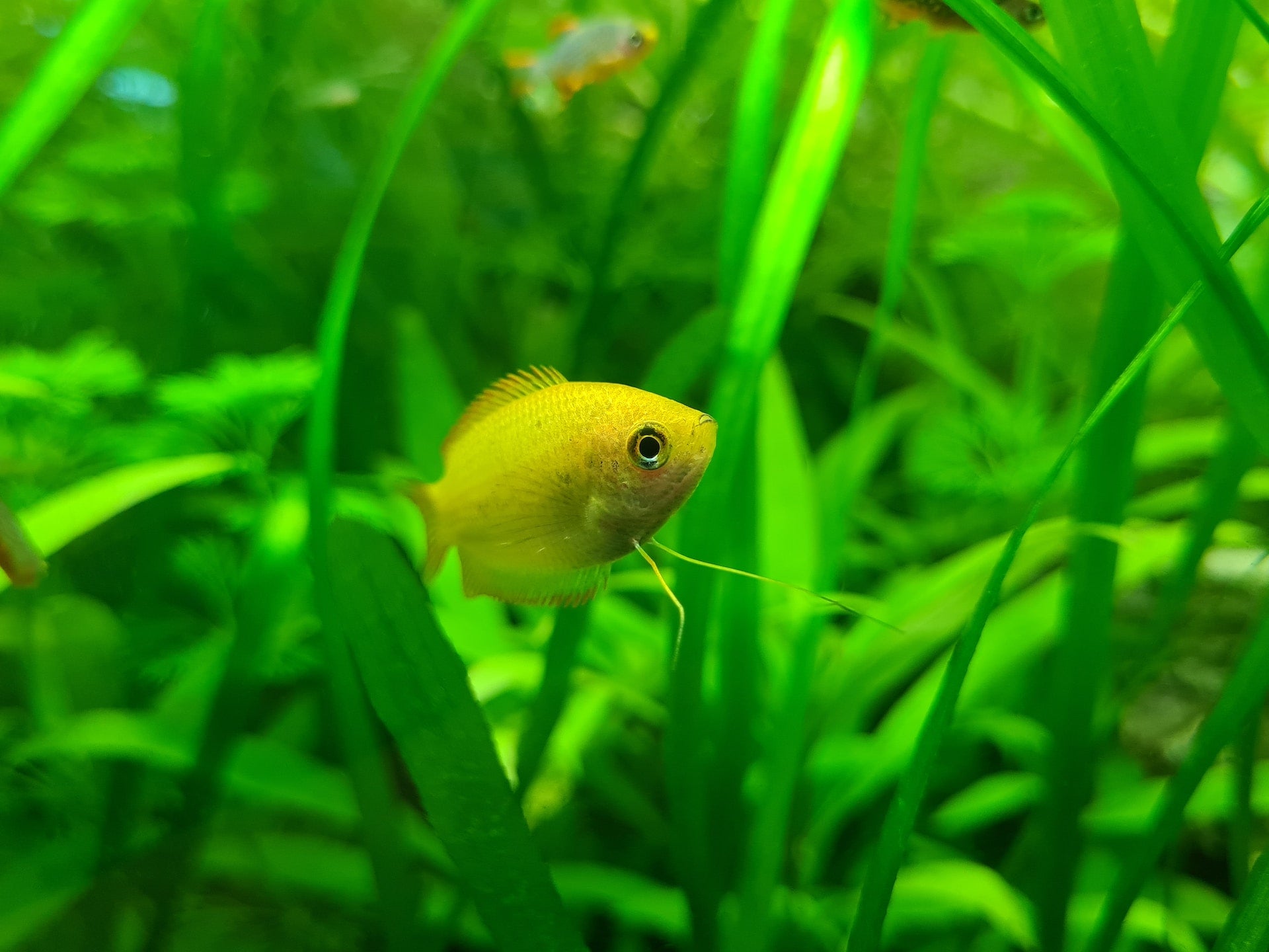 fish in aquarium