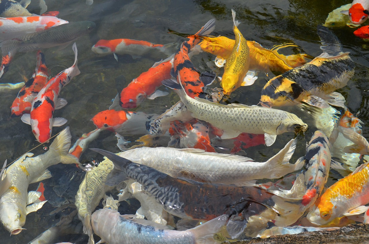 Why Wheatgerm is Perfect for your Koi and Outdoor Fish During Winter