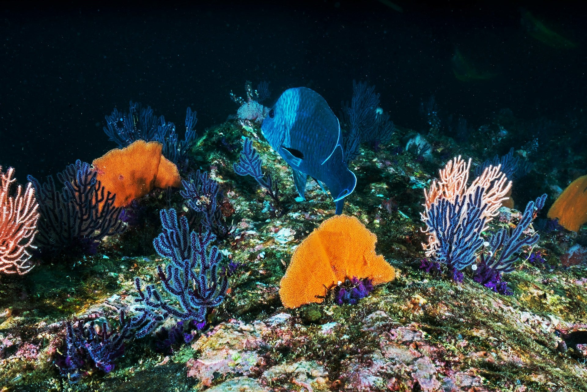 Discover the Wonders of Coral Reef Tanks: Creatures, Equipment and Maintenance