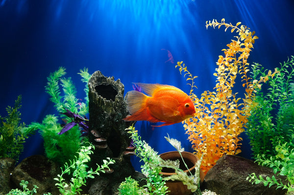 A Comprehensive Guide to Creating, Stocking, and Caring for a Vibrant Freshwater Planted Aquarium