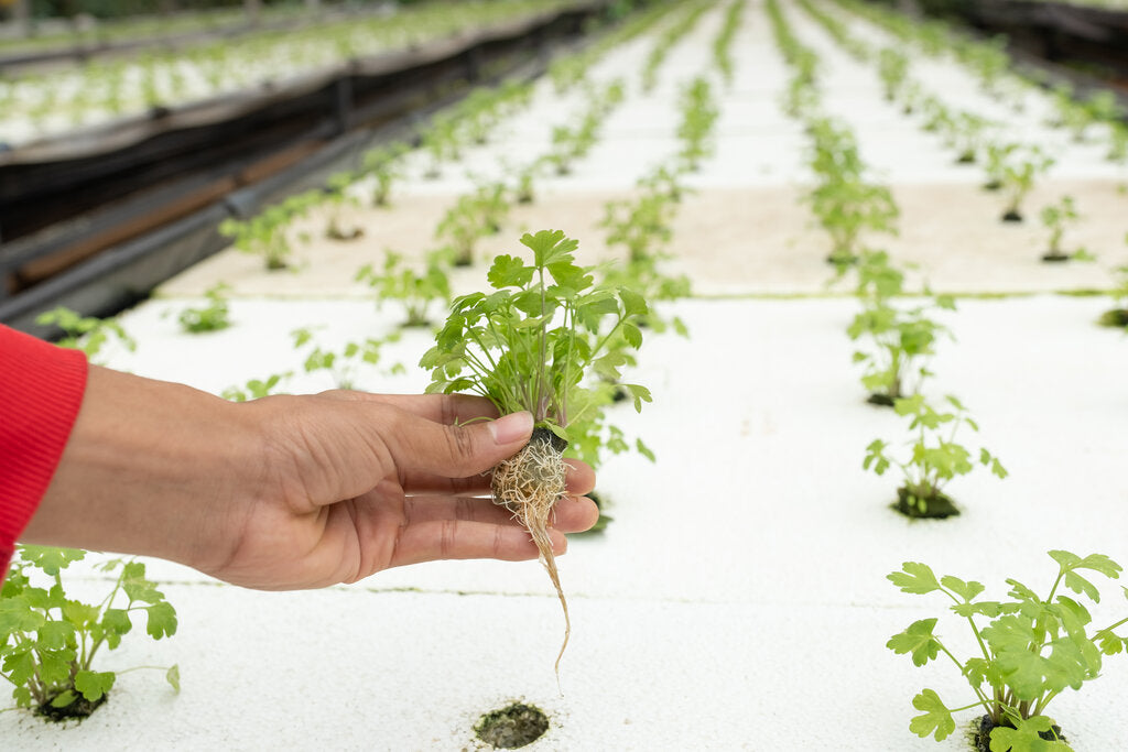 aquaponics