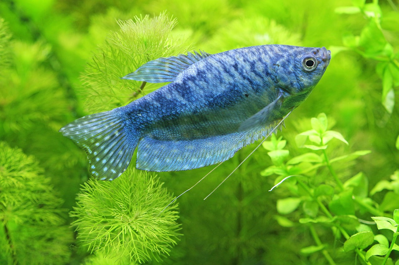 The Green Advantage: The Benefits of Live Plants in Aquariums