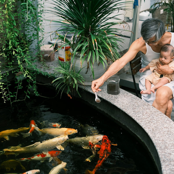 What's the difference between koi and goldfish? 4 factors to consider for  your pond - Splash Supply Company