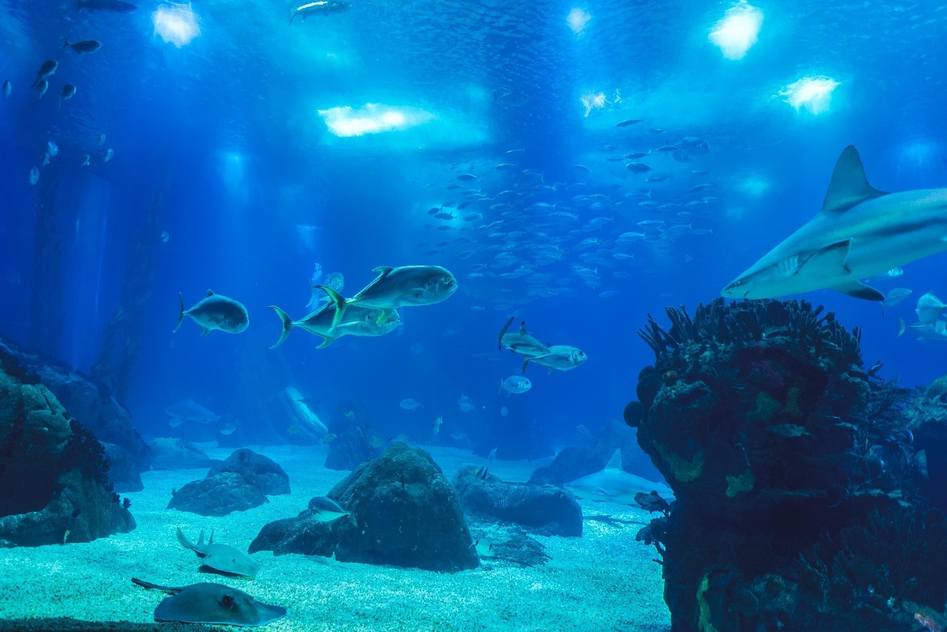 Marine Aquariums: Designing, Stocking, and Maintaining a Thriving Saltwater Ecosystem - Perfect Aquatics Ltd