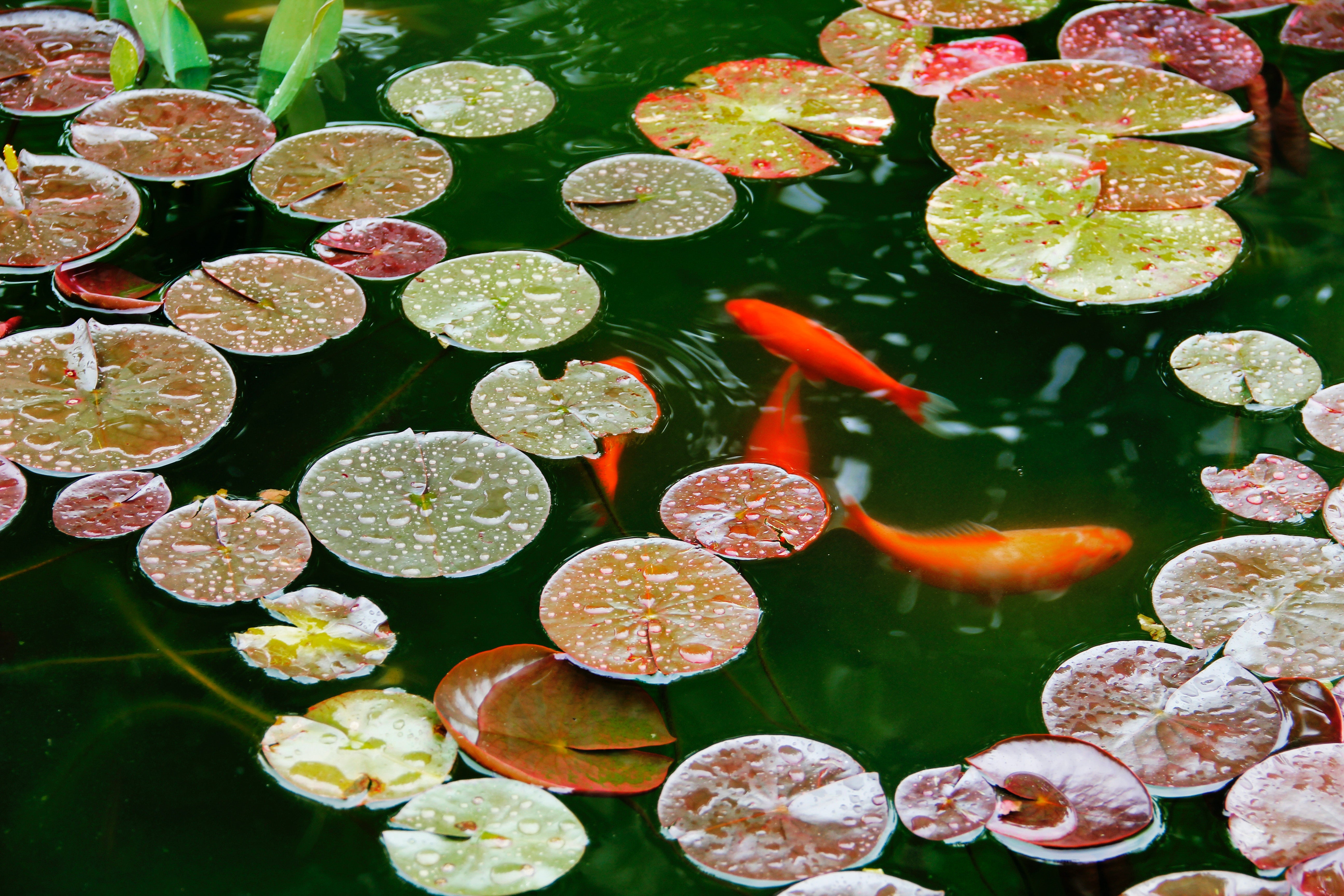 Koi pond