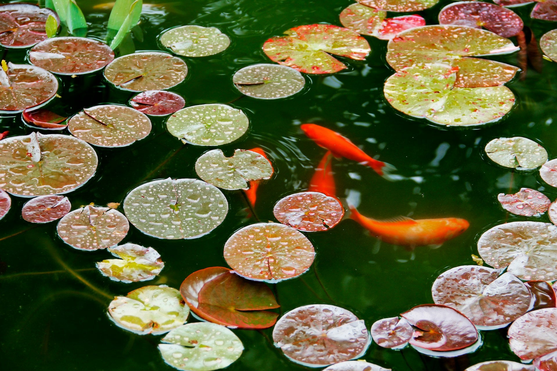 Aquatic Plants for Your Pond: A Comprehensive Guide to Selection, Care, and Benefits