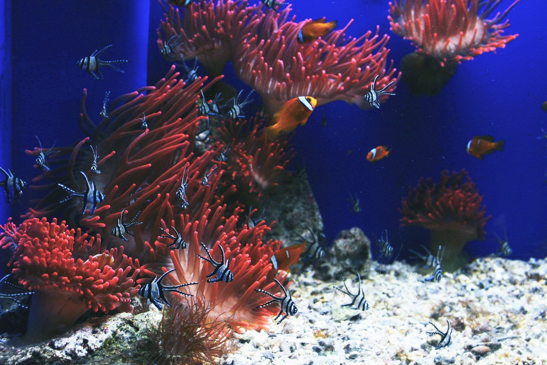 Aquarium Algae: Types, Prevention & Management Strategies