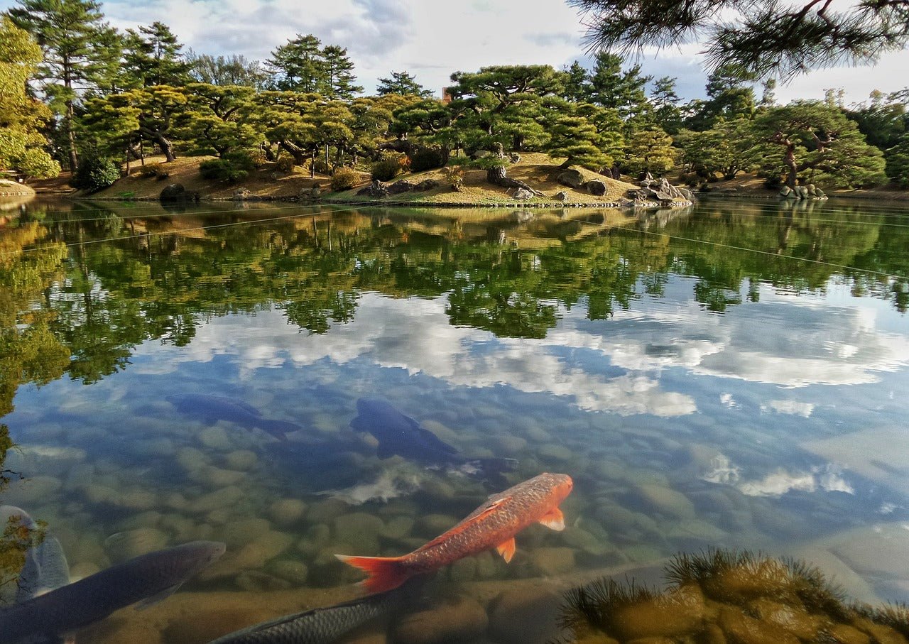 Aquascape Your Garden Pond: Design Ideas for a Stunning Water Feature - Perfect Aquatics Ltd