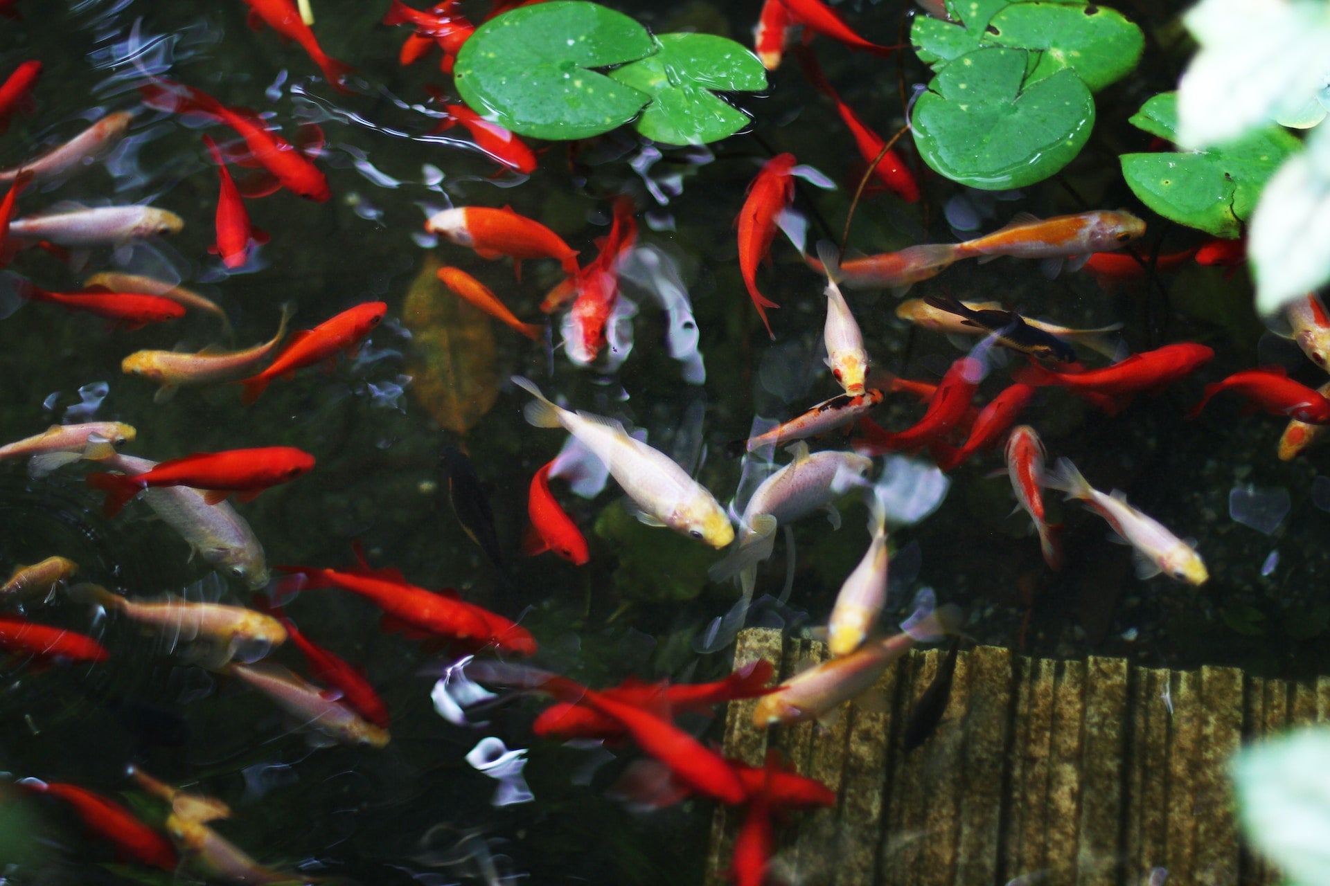 Koi Keeping: A Comprehensive Guide to Selection, Care, and Pond Maintenance for Healthy, Vibrant Fish