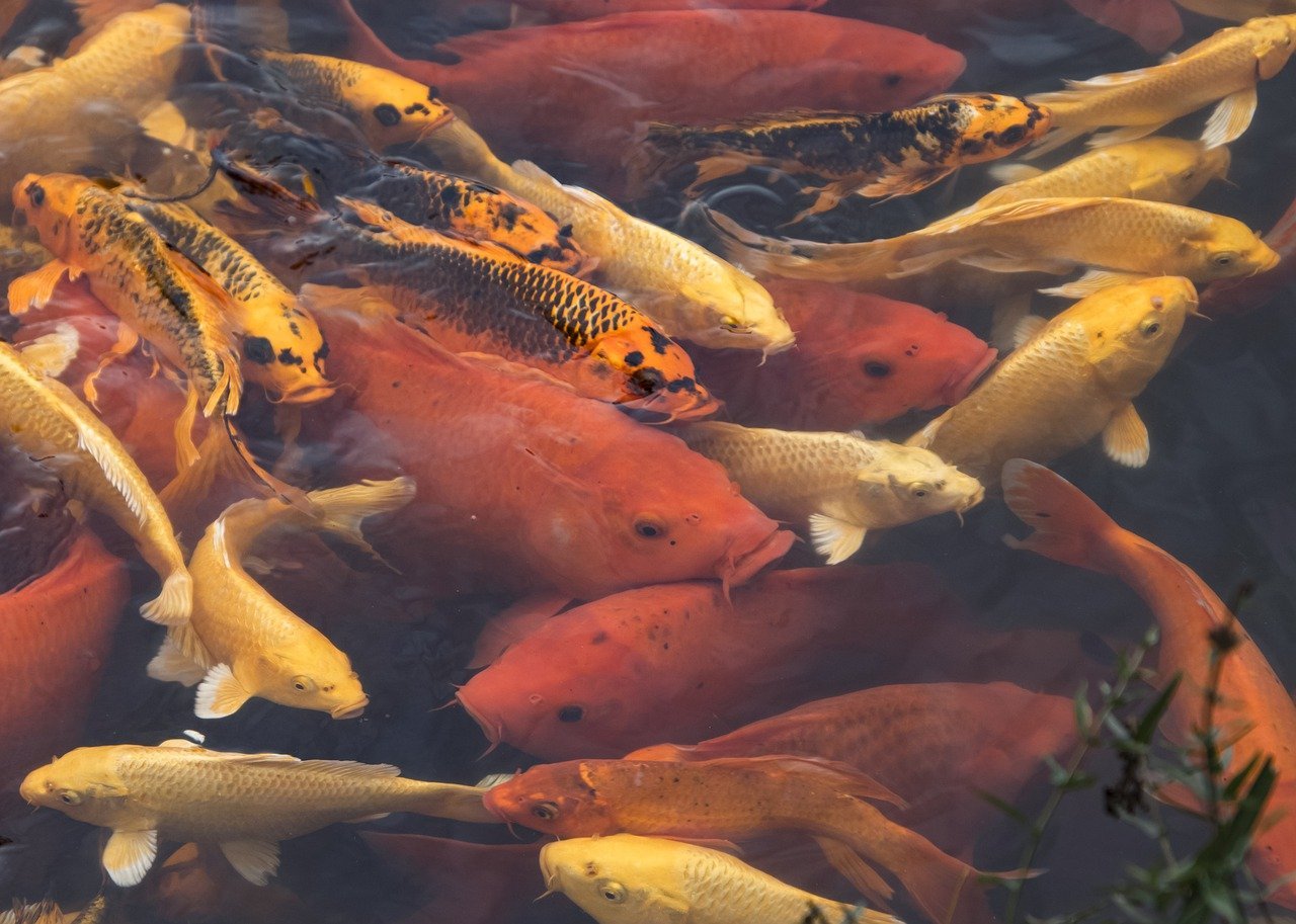 Winter is upon us, what do I need to feed my Outdoor fish? - Perfect Aquatics Ltd