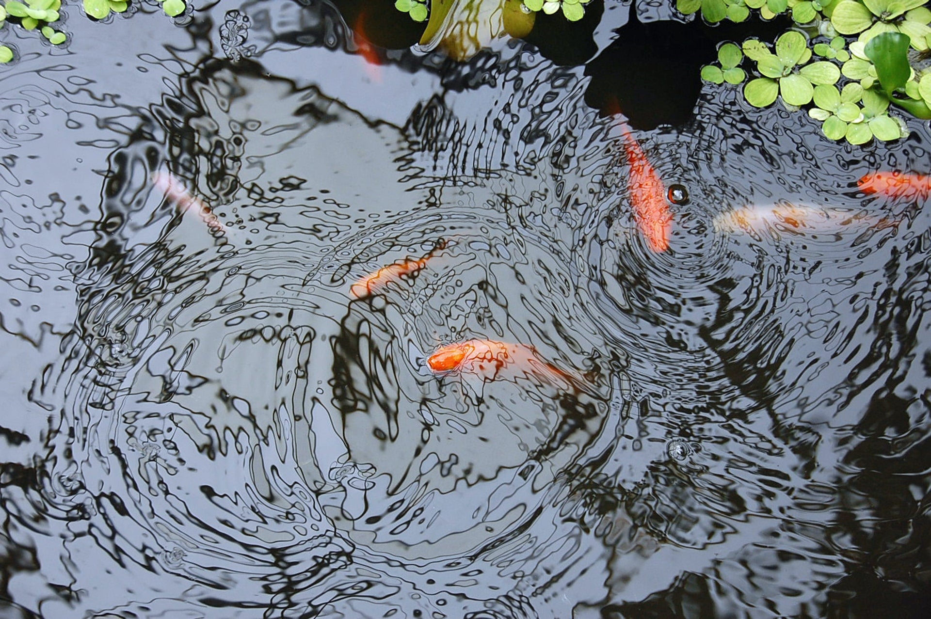 A Comprehensive Guide to Creating and Maintaining a Tranquil Koi Pond Sanctuary