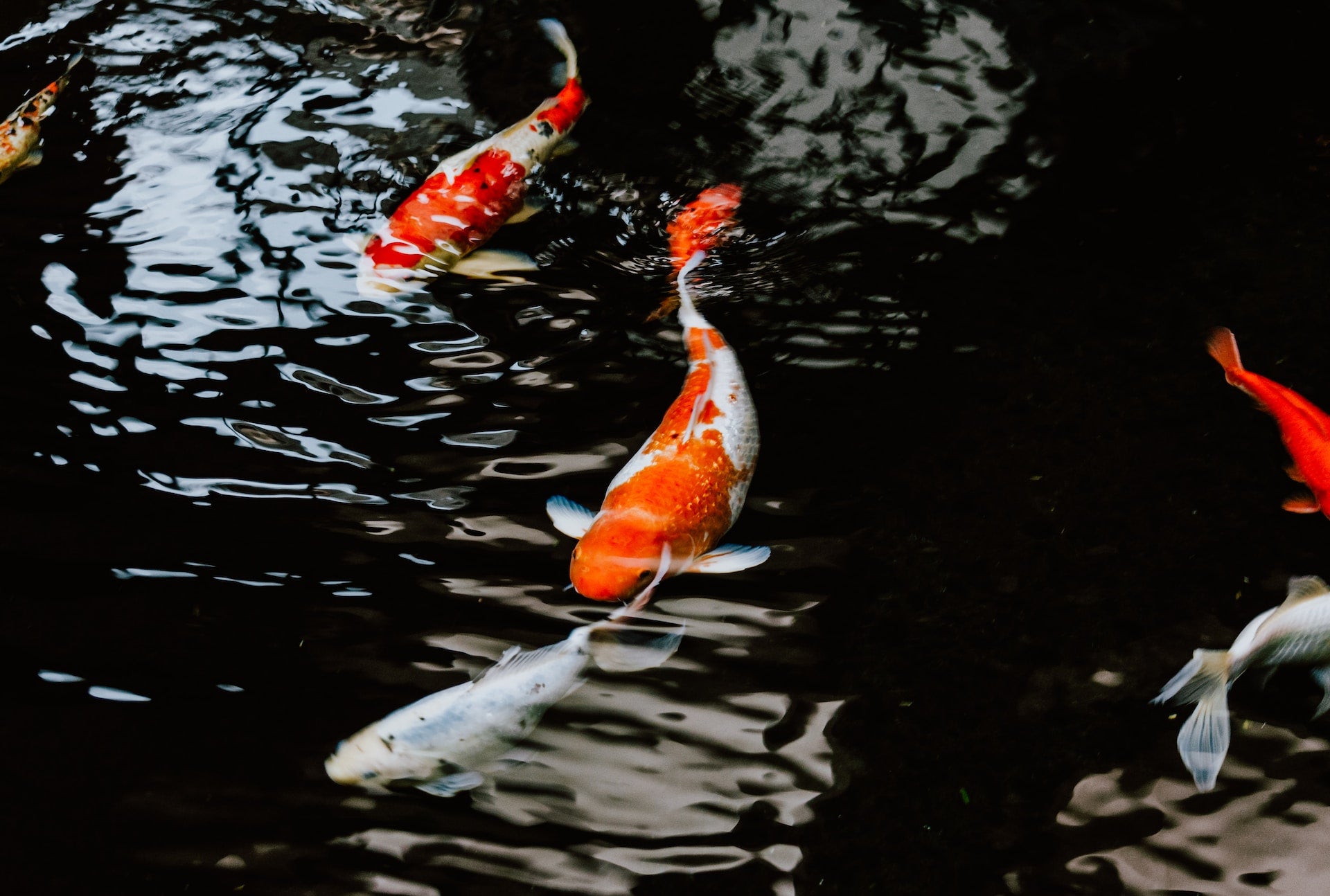 koi pond