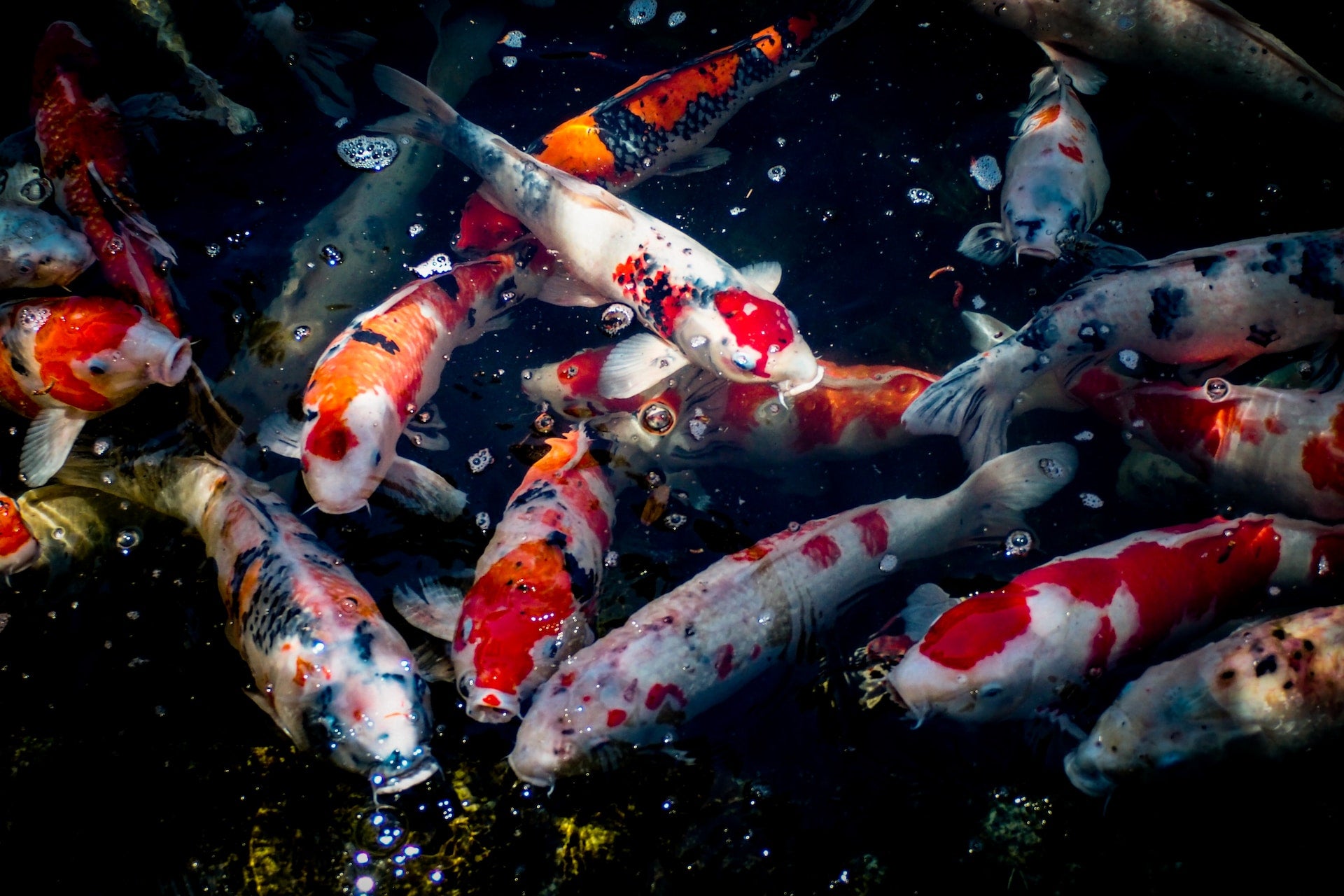 Japanese Koi Ponds: A Guide to Designing, Populating, and Caring for Your Zen-Inspired Water Haven