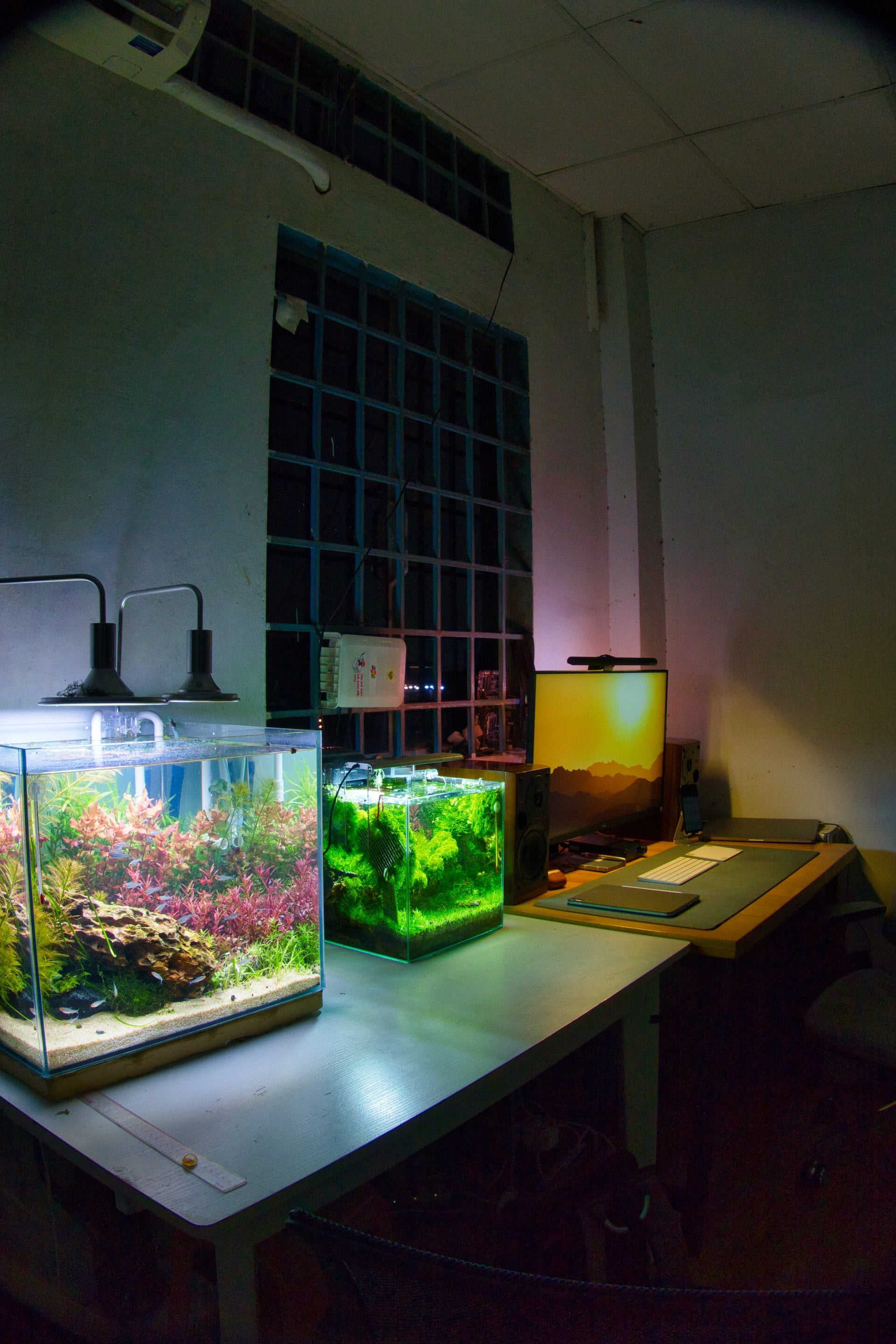 A Beginner's Guide to Creating a Beautiful Tropical Freshwater Aquarium
