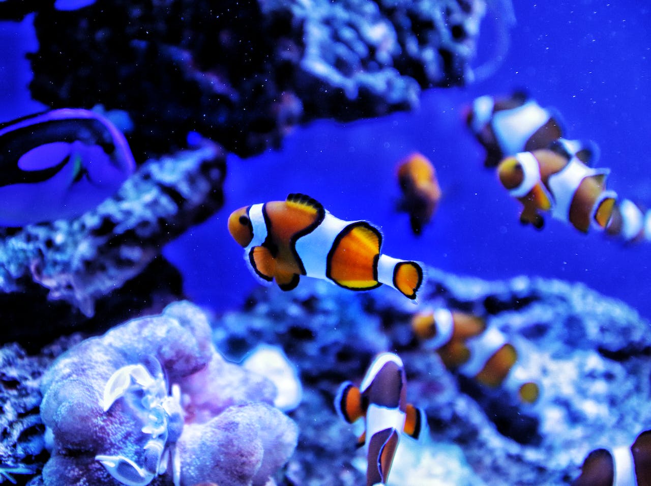 clownfishes in aquarium
