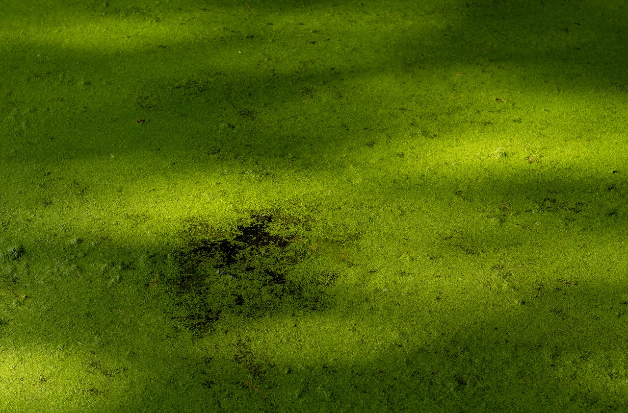 A Comprehensive Guide to Algae Control in Your Aquarium: Identification, Causes, and Prevention Methods - Perfect Aquatics Ltd