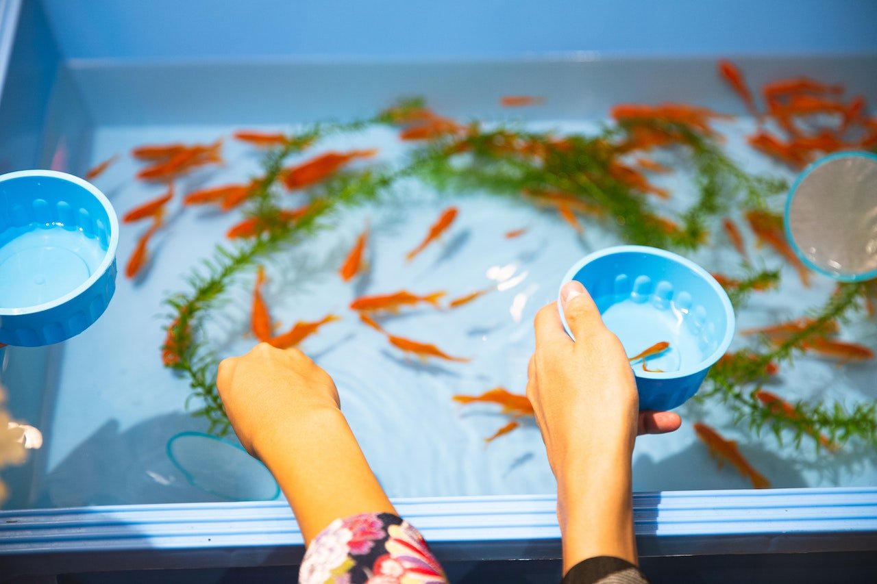 A Comprehensive Guide to Creating, Stocking, and Caring for a Thriving Freshwater Aquarium - Perfect Aquatics Ltd