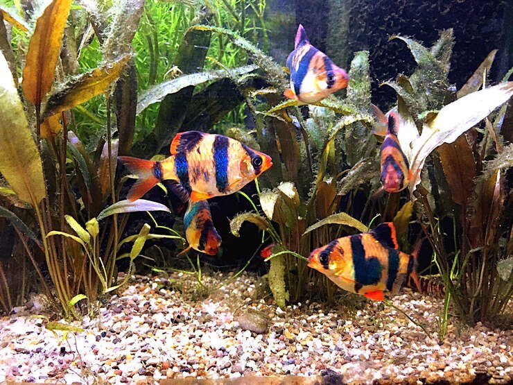 Creating a Sensational Tropical Aquarium: Expert Guidance on Setup and Success - Perfect Aquatics Ltd