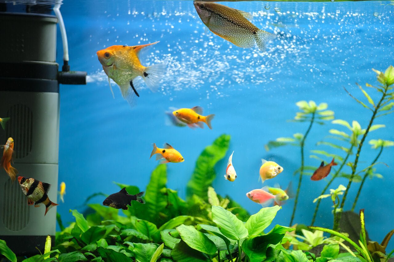Guide to Freshwater Aquarium Filtration Systems