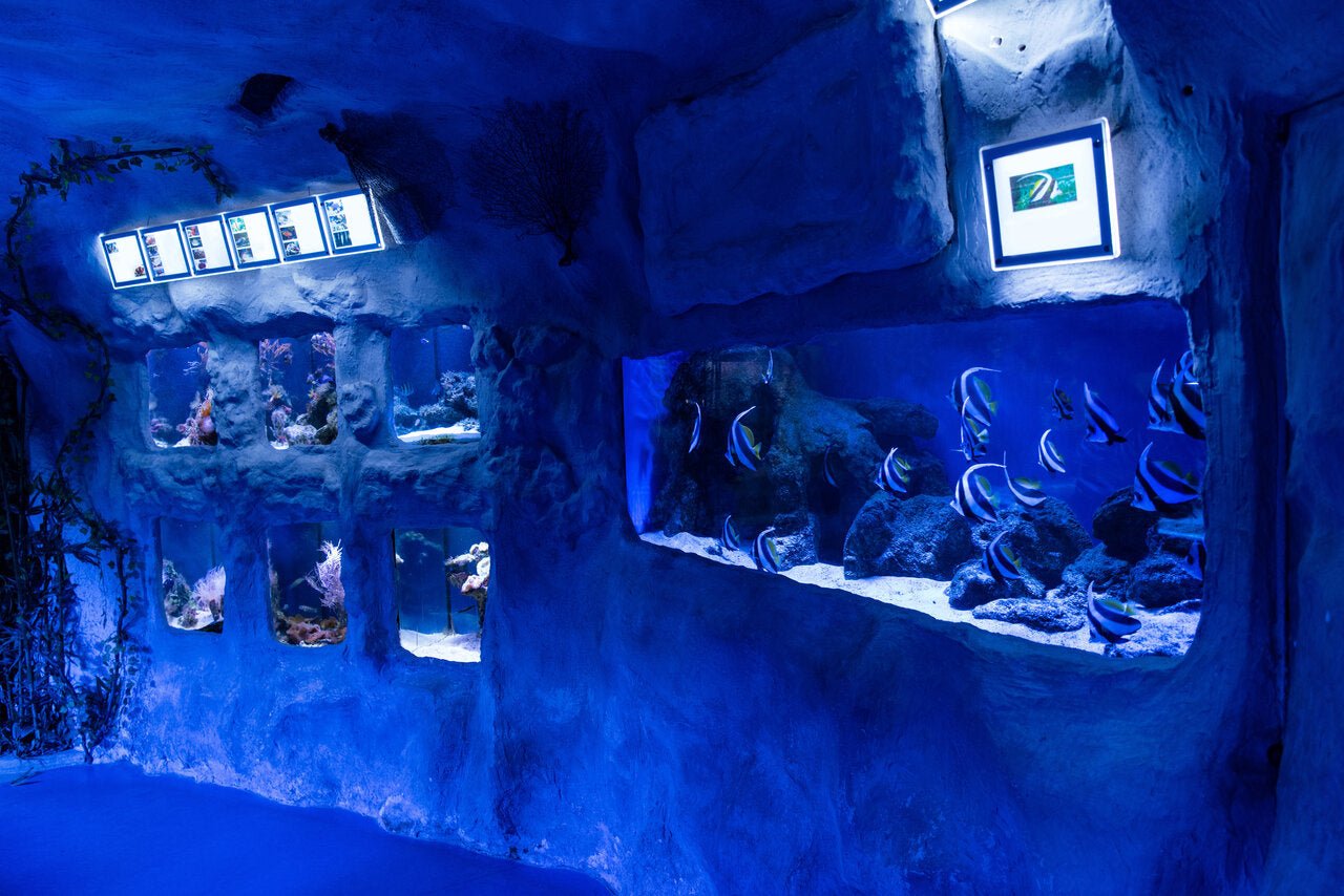 The Ultimate Reef Aquarium Guide: A Comprehensive Overview of Aquarium Setup, Stocking, and Maintenance - Perfect Aquatics Ltd