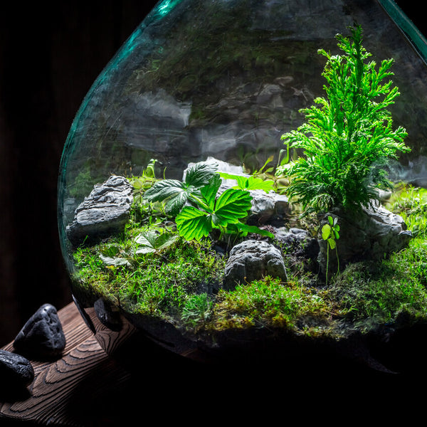 Art of Aquascaping: Guide to Crafting Underwater Landscapes
