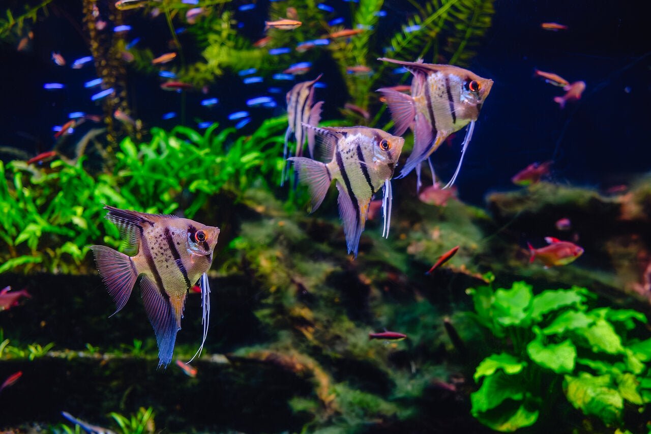 Aquascaping Principles, Styles & Step-by-Step Guide - Perfect Aquatics Ltd
