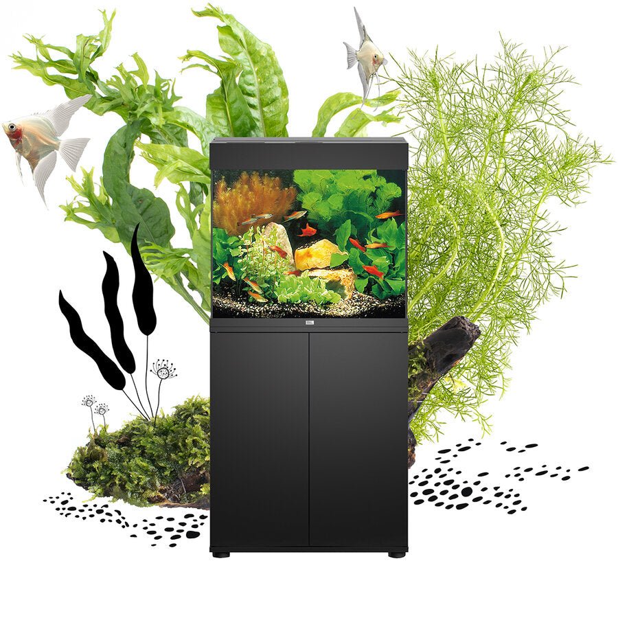 Why Juwel Aquariums Are the Top Choice for Aquarists - Perfect Aquatics Ltd