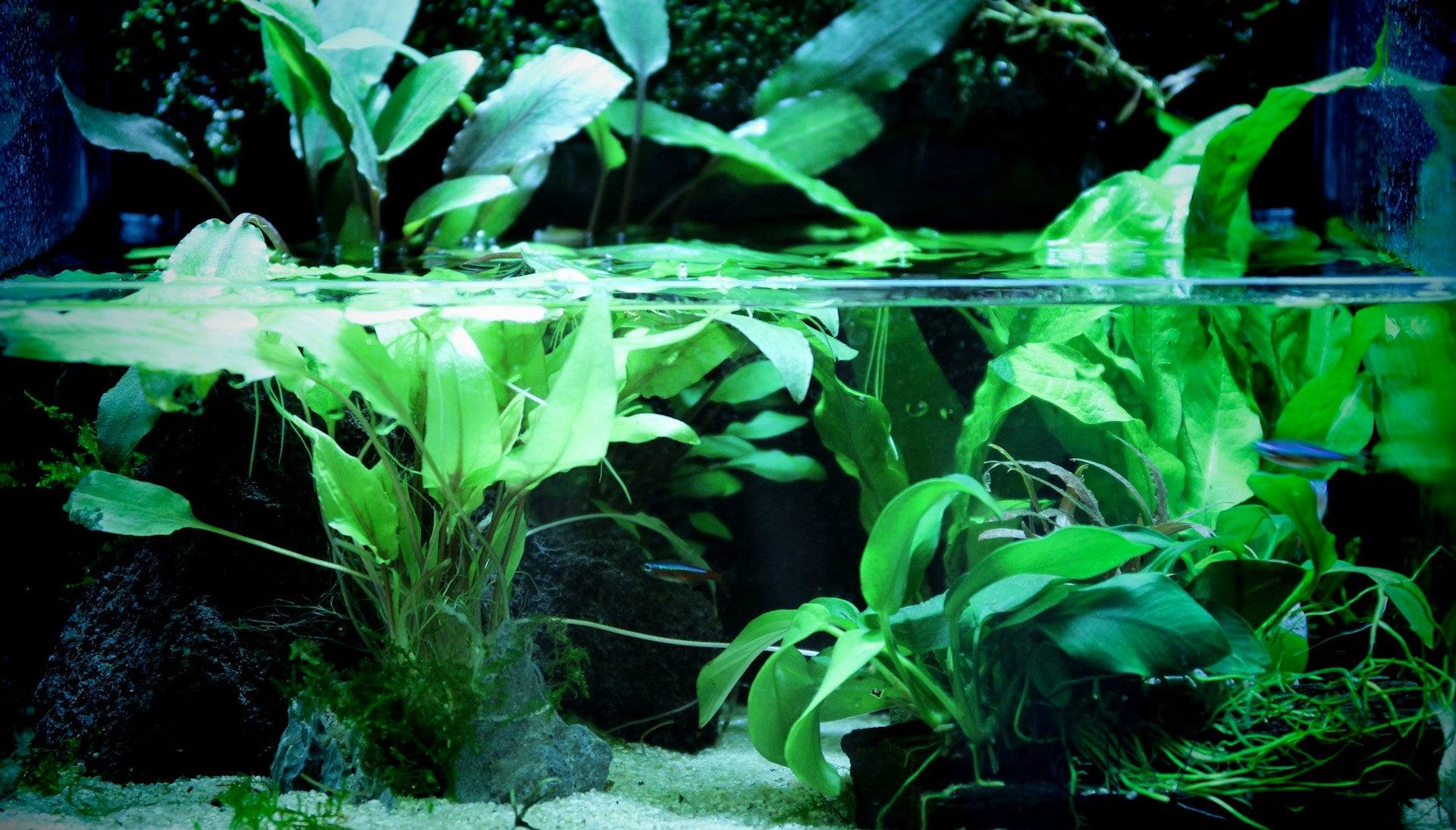 Caring For Your Aquatic Plants: Plant Substrate Selection, Fertilisers, and Pruning Techniques for a Thriving Underwater Garden