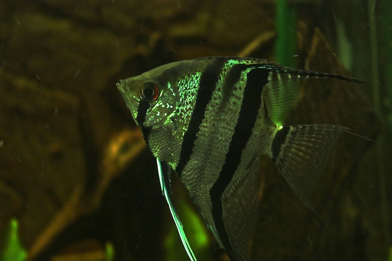 Enhancing Aquarium Health: The Role of External Filters in Fish Tanks - Perfect Aquatics Ltd