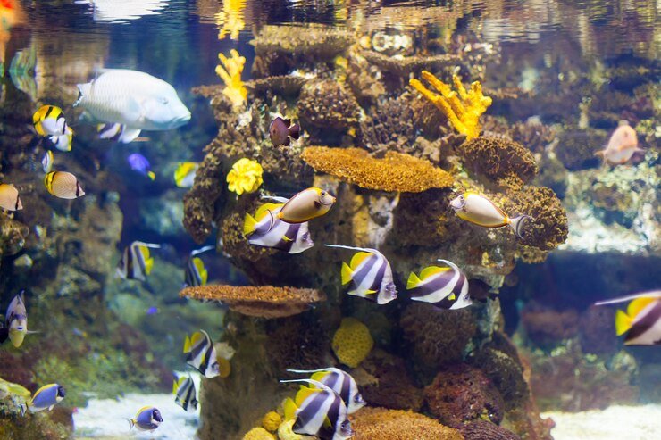 Mastering Aquarium Photography: Equipment, Techniques & Expert Tips - Perfect Aquatics Ltd