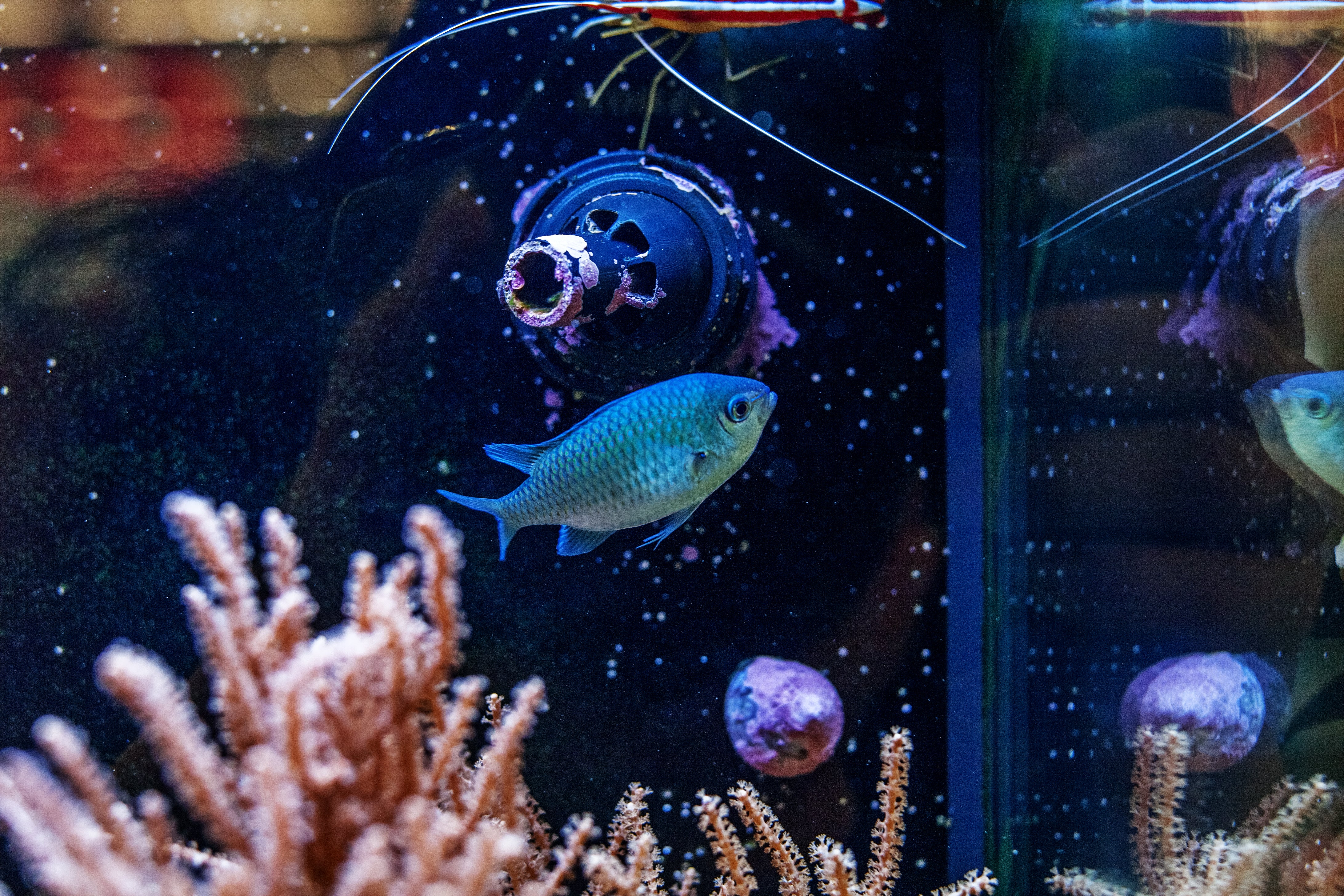 The Essentials of Marine Aquariums: A Beginner's Guide