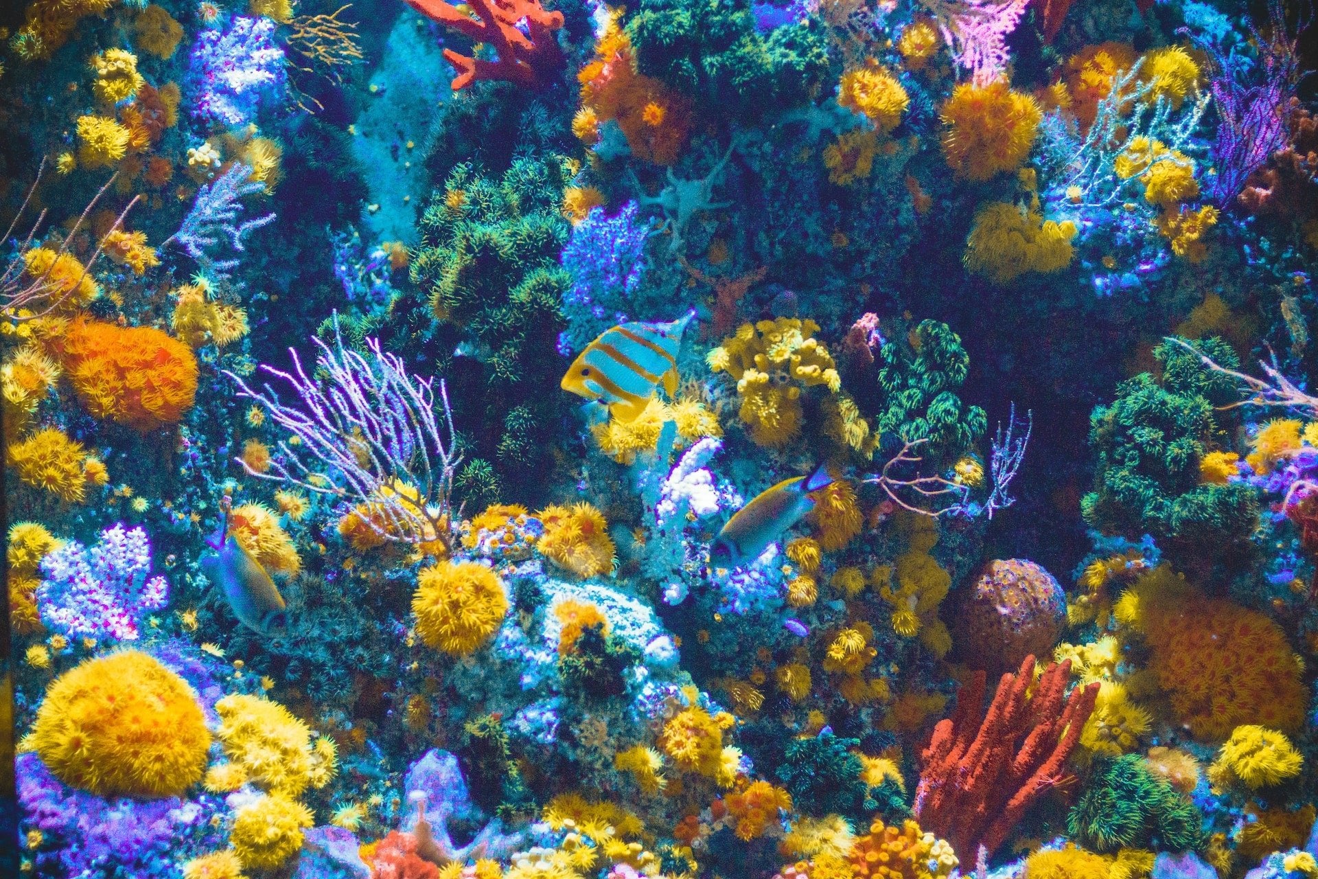Aquascaping for Beginners: Crafting an Enchanting Underwater Landscape - Perfect Aquatics Ltd