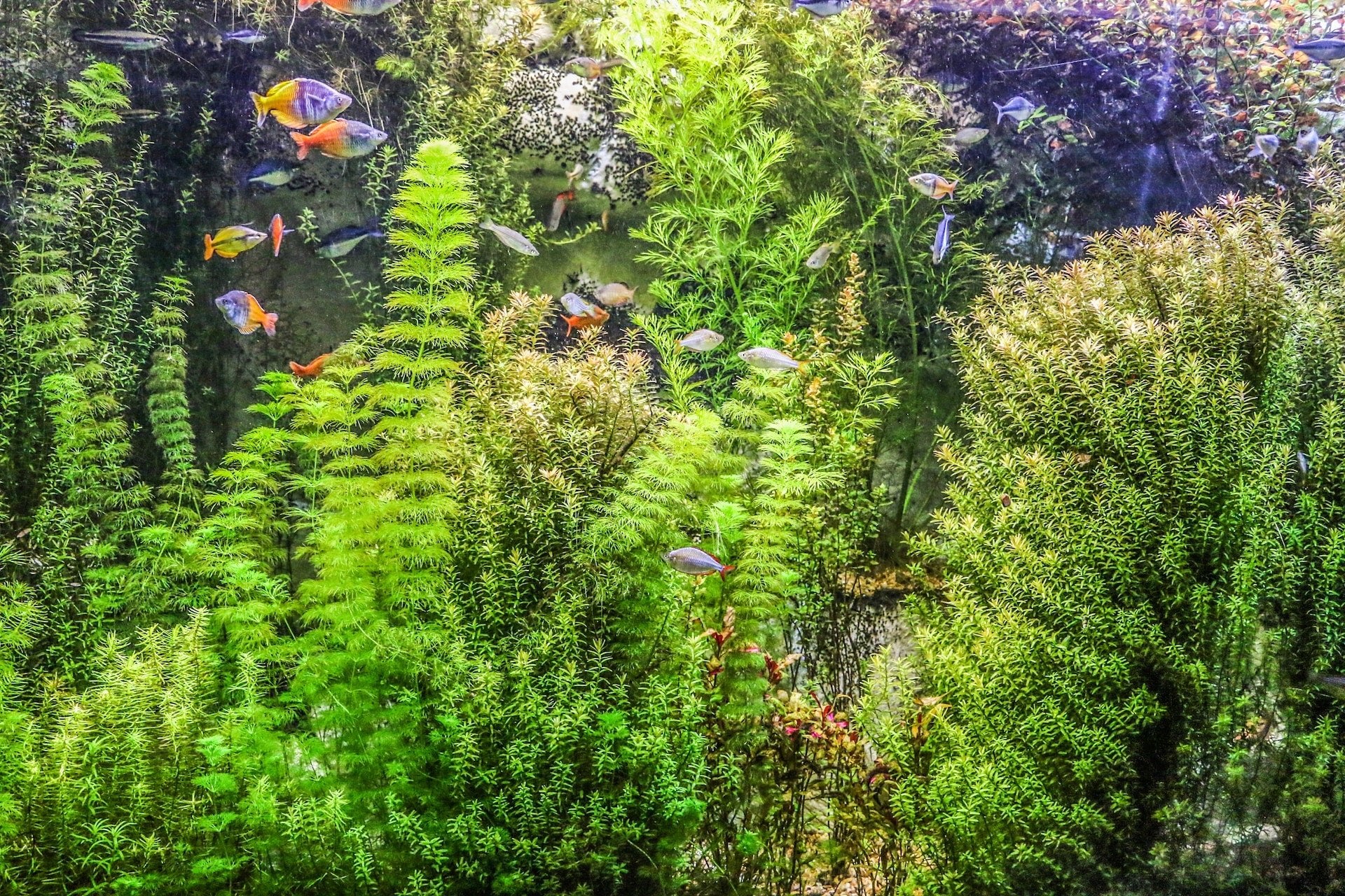 How to Build a Mesmerising Aquatic Garden: A Comprehensive Guide - Perfect Aquatics Ltd