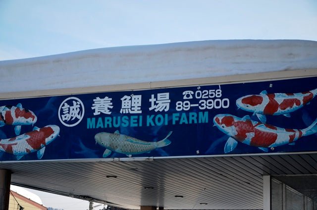 Marusei - Perfect Aquatics Ltd