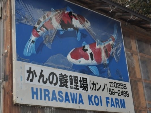 Hirasawa - Perfect Aquatics Ltd
