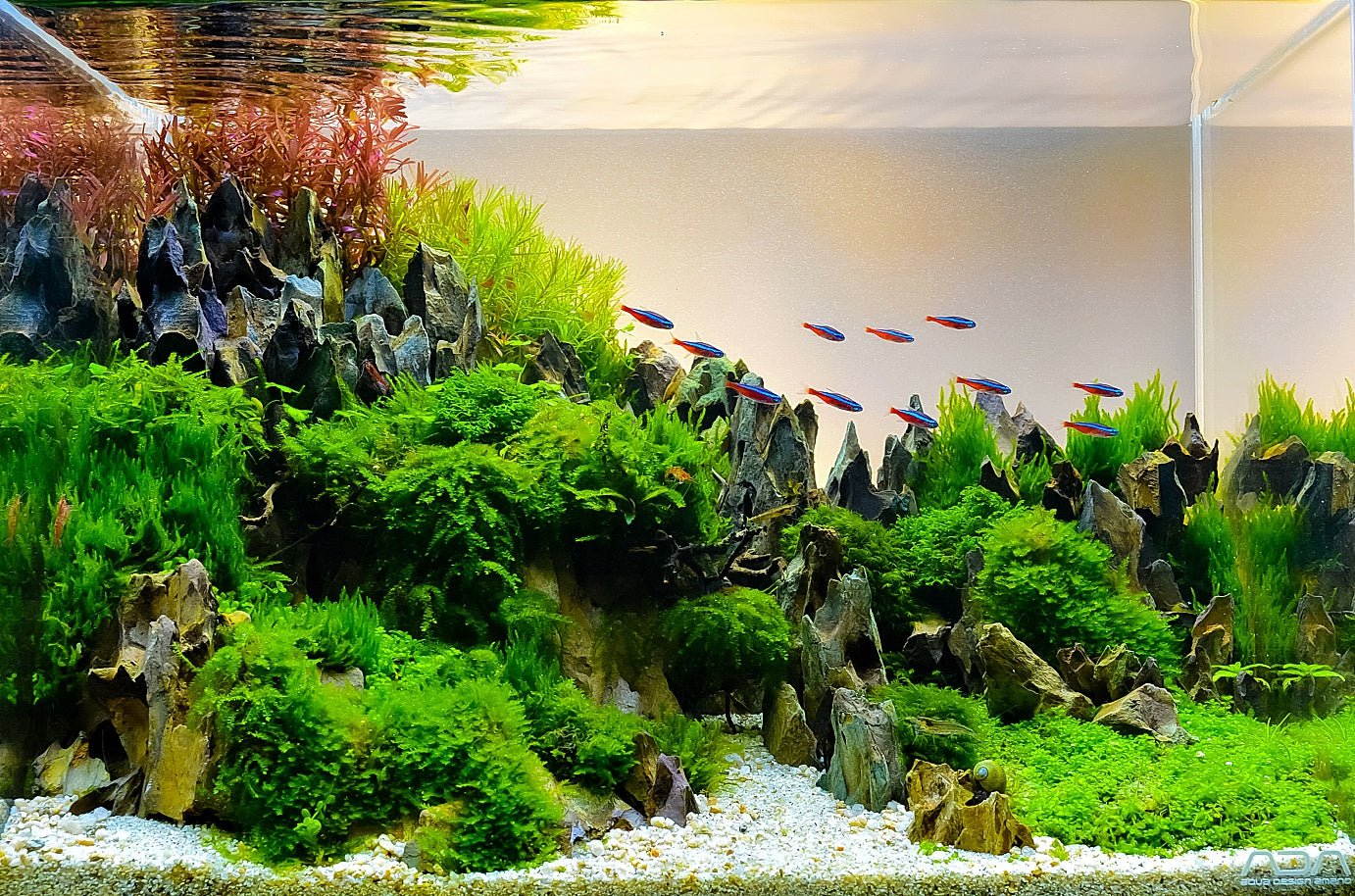 Internal Filters - Perfect Aquatics Ltd